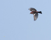 White winged Crossbill male